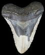 Bargain, Megalodon Tooth - North Carolina #50999-1